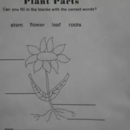 Parts of a Plant 7