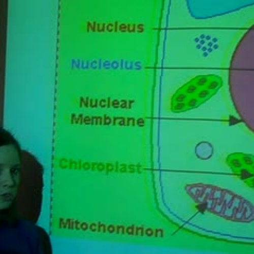 Plant Cell part 3