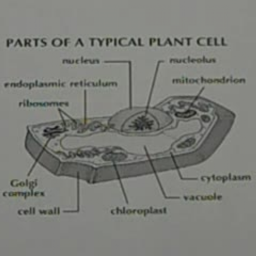 Plant cell: part 2