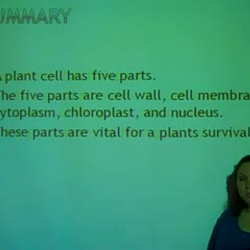 Plant Cell Part 3