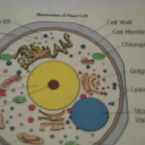 Plant Cells