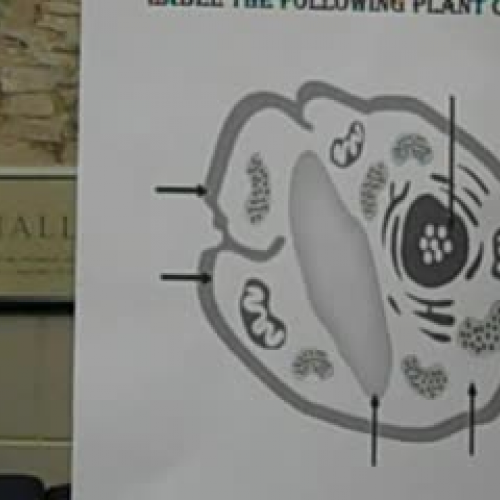 Plant cells; part 10