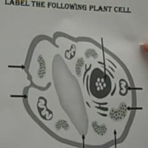 Plant Cells; part 11
