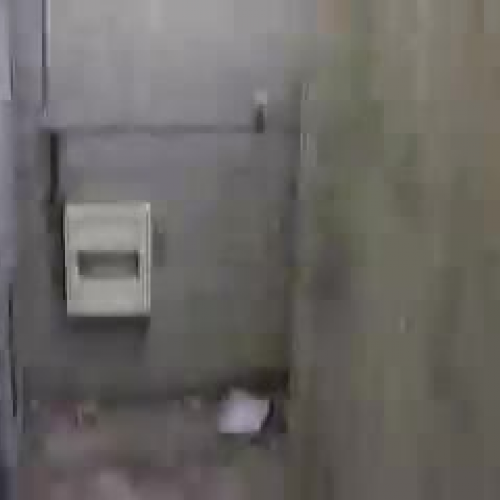 Persian Cats Review - group 2