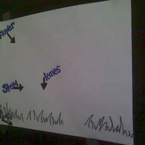 Specific Parts of a Plant &amp; Their Functio