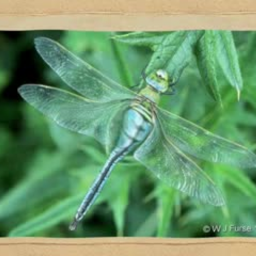 Dragonfly