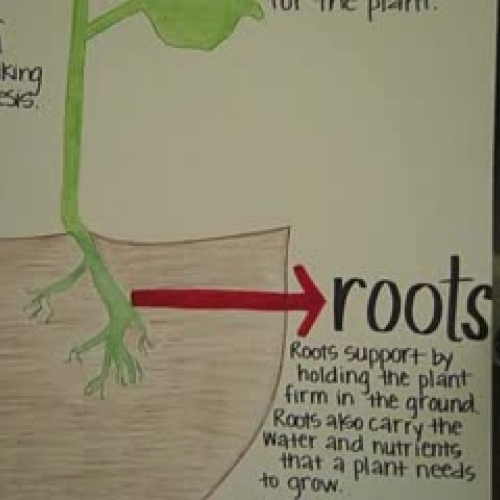 Parts of a Plant Part 3