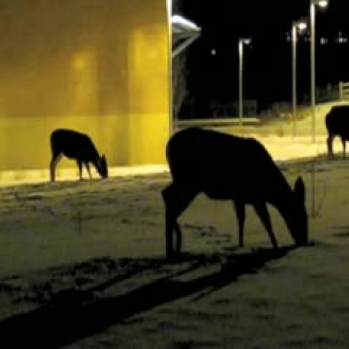 Deer at CSE - Part Two