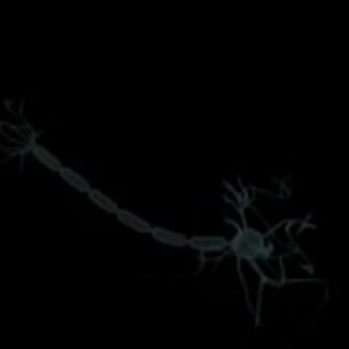 Schwann Cells and Action Potential