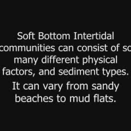 Soft Bottom Intertidal