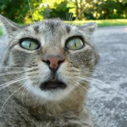 Highway Cats