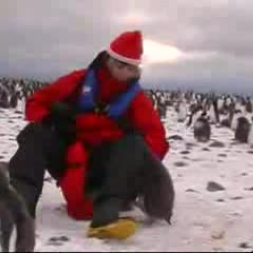 The Penguin Whisperer