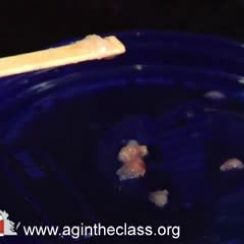 Strawberry DNA Extraction