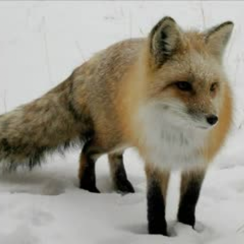 Fox