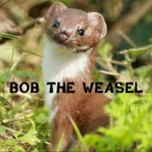 weasel