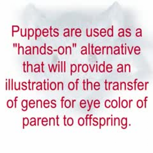 Genetics in Mice Part 1