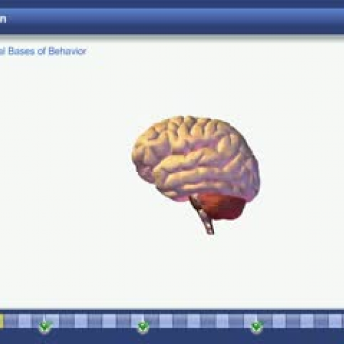 Brain Tutorial 01