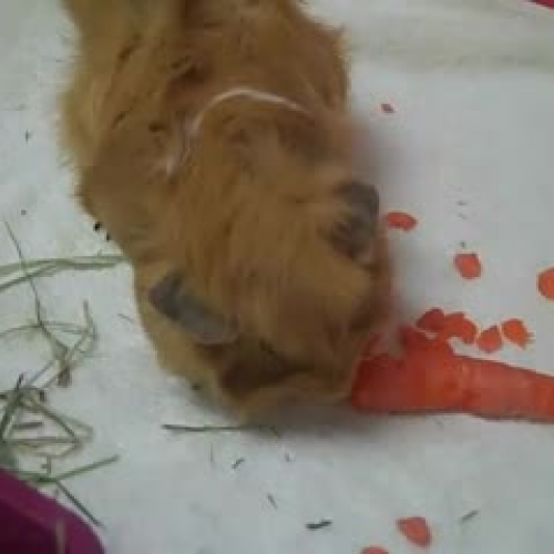 Teddy and the Carrot
