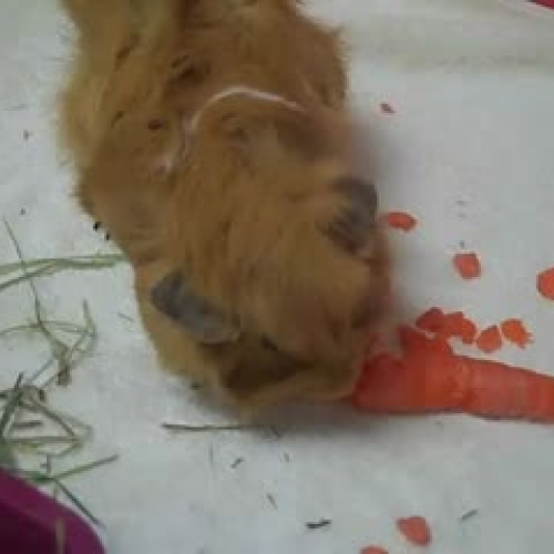 Teddy and the Carrot
