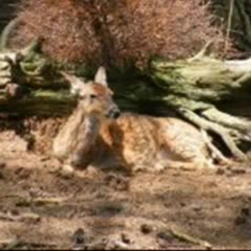 Digital Story Zoo Adventure