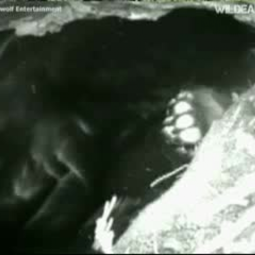 Lilly Black Bear Gives Birth