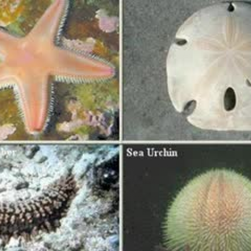 Echinoderm Intro