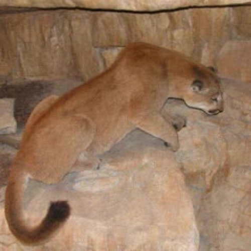 The ABC's of Animals