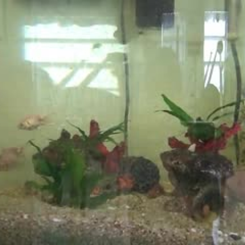 Fish Tank
