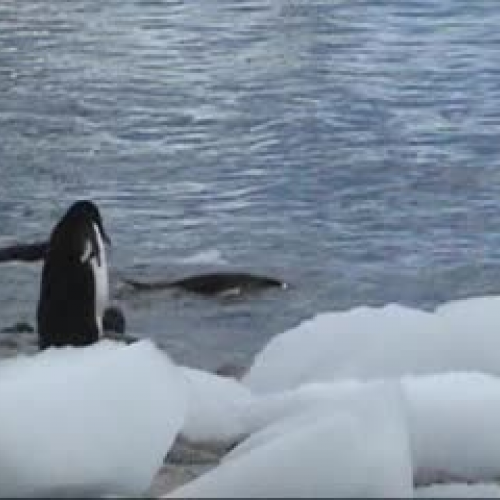 Penguin walk