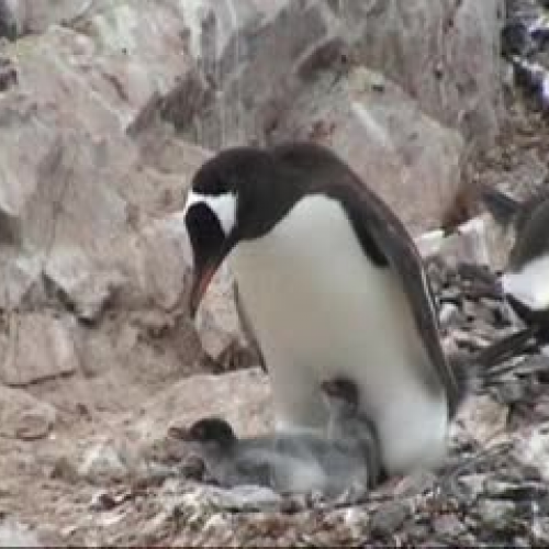 Tame penguins