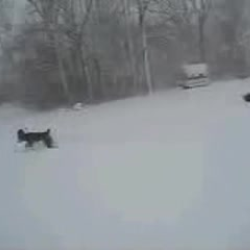Fun in Snow
