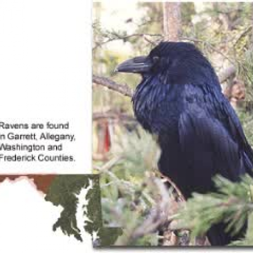 Common Raven