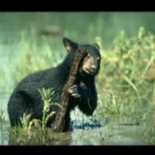 Black Bear