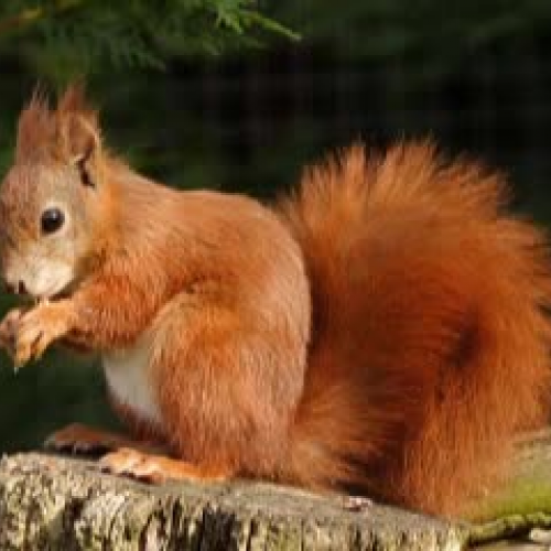 Red Squirrel