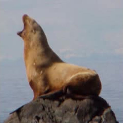 Steller Sea Lion