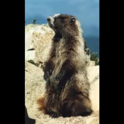 Marmots