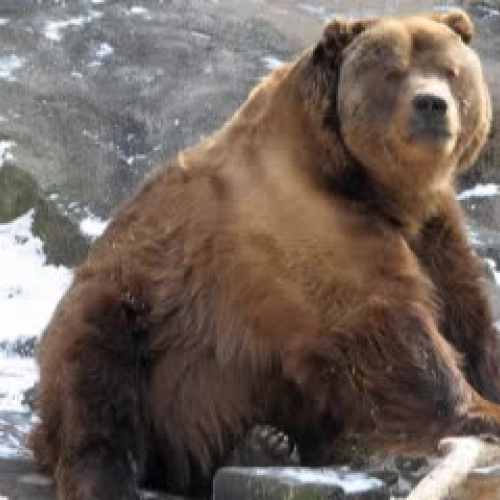 Kodiak Bears