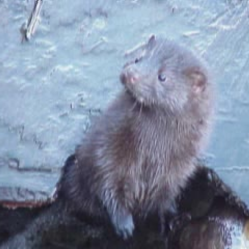 The Mink