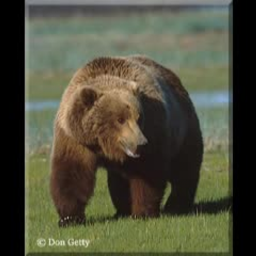 Kodiak Bears