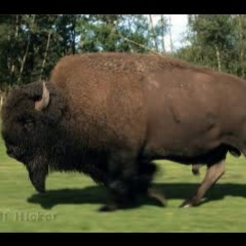 Bison