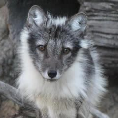 Arctic Fox