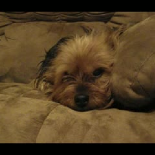 President Bush wants 2PI Pizza Pie