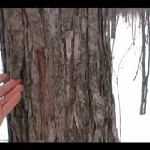 Winter Tree Identification