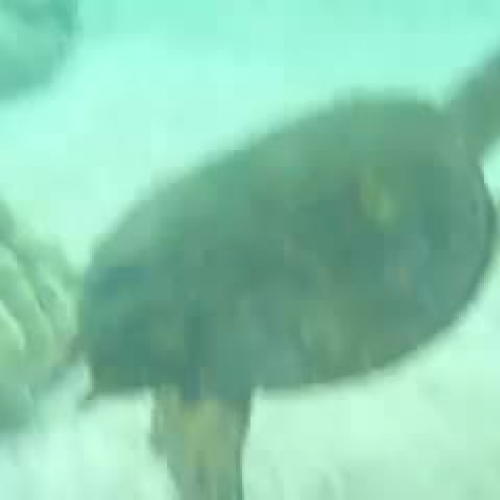 swimming with sea turtles