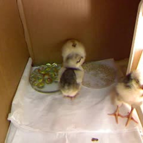 Chicks