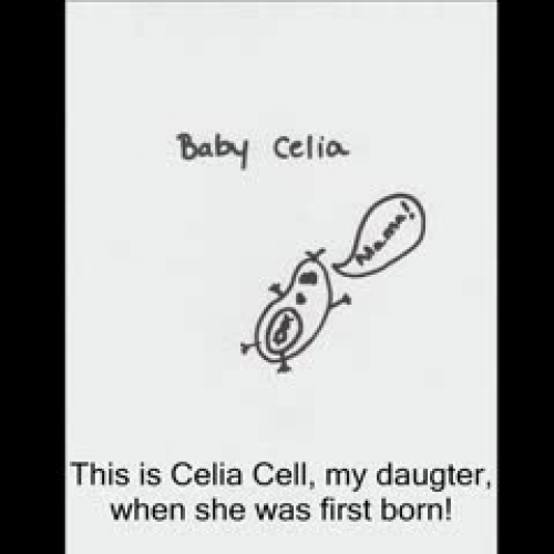 The Cell Cycle Story