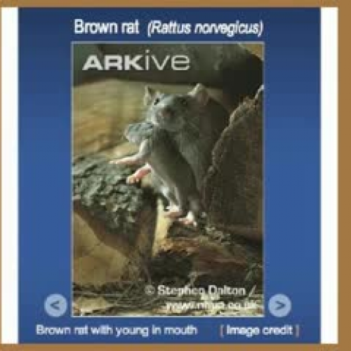 Carissa's Rat Project