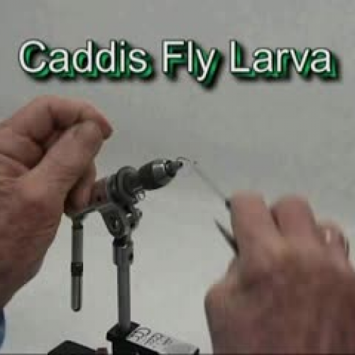 Caddis Fly Larva