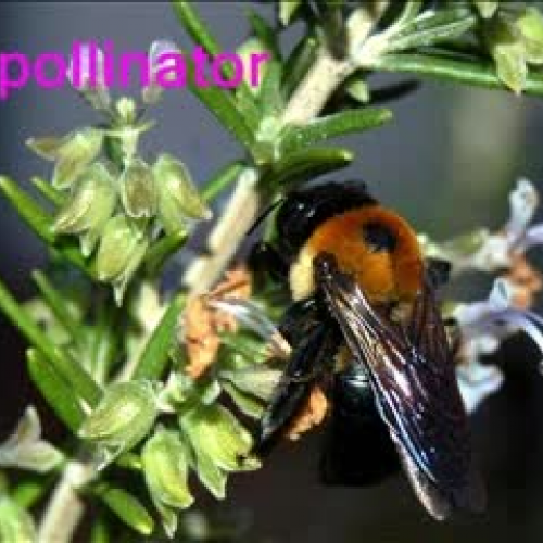 The Structure of Flowers