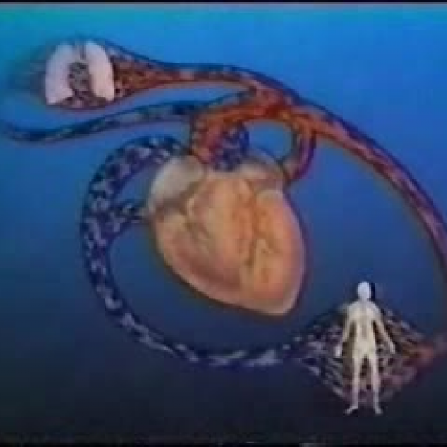 Blood Vessels Part 1